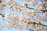 2016 Cherry Blossom in Seoul