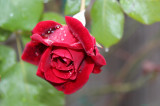 After the Rain