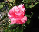 Gails other Rose