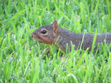 chillin in the grass