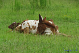 Watusi and baby