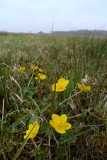 Caltha palustris