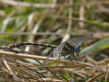 Onychogomphus uncatus