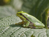 Hyla arborea