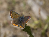 Aricia agestis