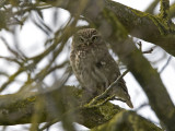 Athene noctua