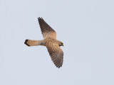 Falco naumanni