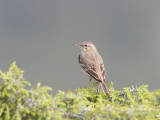 Anthus campestris
