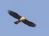 Aquila fasciata