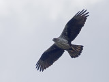Aquila fasciata