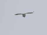 Aquila fasciata