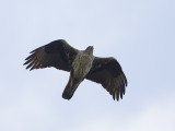 Aquila fasciata