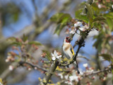 Carduelis carduelis