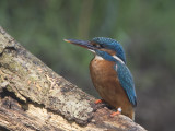 ijsvogel10.jpg