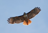 Red-tailed Hawk (Buteo jamaicensis)