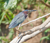 Green Heron (Butorides virescens)