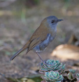 Black-billed Nightingale-Thrush (Catharus gracilirostris