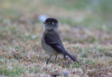 Black-capped Flycatcher (Empidonax flavescens)