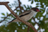 Masked Tityra (Tityra semifasiata)