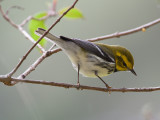 Black-throated Green-Warbler (Setophaga virens)
