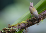 Mourning Warbler (Geothlypis philadelphia)