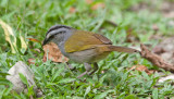 Black-striped Sparrow (Arremonops conirostris)