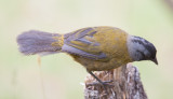 Large-footed Finch (Pezopetes capitalis)