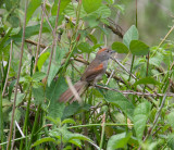 Pale-breasted Spinetail (Synallaxis albescens)