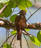 Plain Xenops (Xenops minutus)