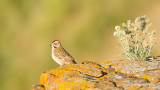 Lark Sparrow-9130.jpg