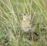 Spragues Pipit-5939.jpg