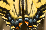 Swallowtail-9226.jpg