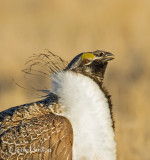 Greater Sage-Grouse-9250.jpg