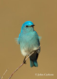 Mountain Bluebird-1458.jpg