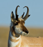 Pronghorn-1368.jpg