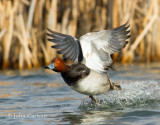 Redhead-8580.jpg