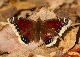 Mourning Cloak-0512.jpg