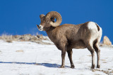 Bighorn Sheep-4882.jpg