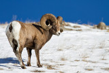 Bighorn Sheep-4852.jpg