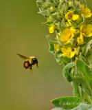 bumble bee-7846.jpg