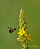 bumble bee-7866.jpg