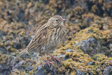 south georgia pipit-1723.jpg