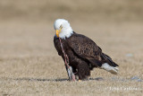 bald eagle-4495.jpg