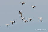 snow goose-6092.jpg