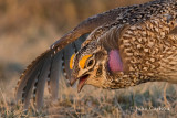sharp-tailed grouse-2913.jpg