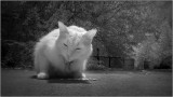 #1 (tie) Ghost Cat<br>by KChristian