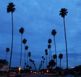 Palm Drive, Morning