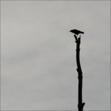 Raven On A Stick