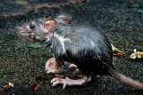 2nd place<br>The Small Wet Rat<br>by K