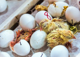 Out of the Egg